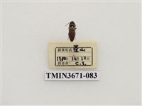 藏品(叩頭蟲(2))的圖片